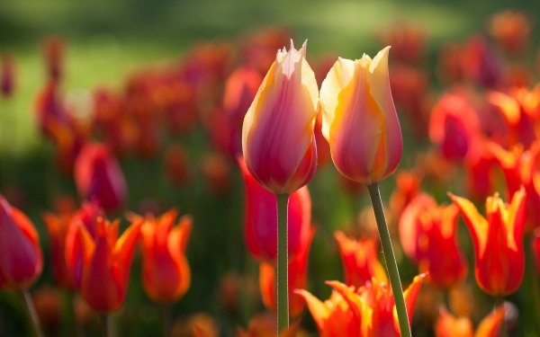 Earth Tulip Flowers Flower HD Wallpaper | Background Image