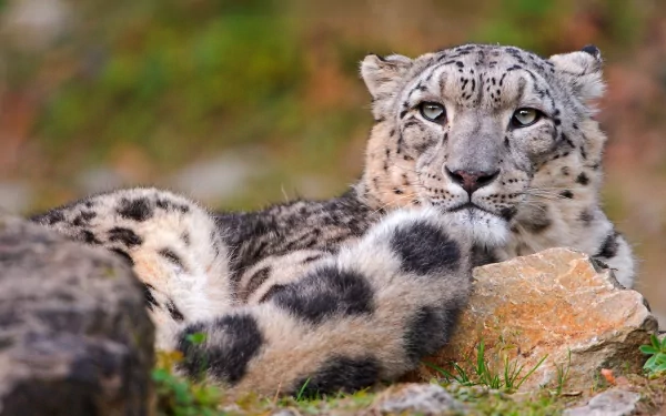 Snow leopard wildcat (Animal) reclining among rocks and grass — crisp 2K Quad HD PC desktop wallpaper and background.