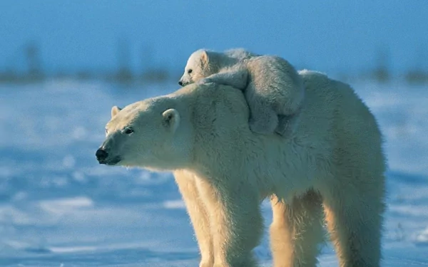 A high-definition desktop wallpaper featuring a polar bear cub riding on the back of an adult polar bear, set against a snowy landscape under a clear blue sky.