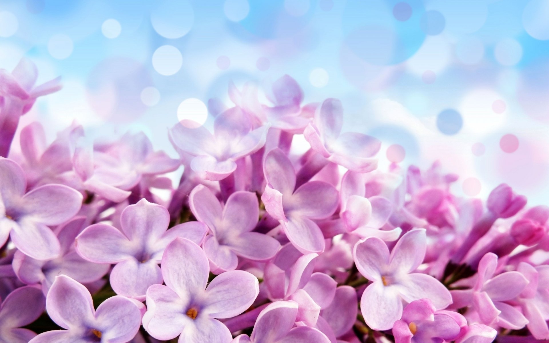 HD PC desktop wallpaper featuring delicate pink flowers against a soft blue bokeh background, showcasing the beauty of nature in vivid detail.
