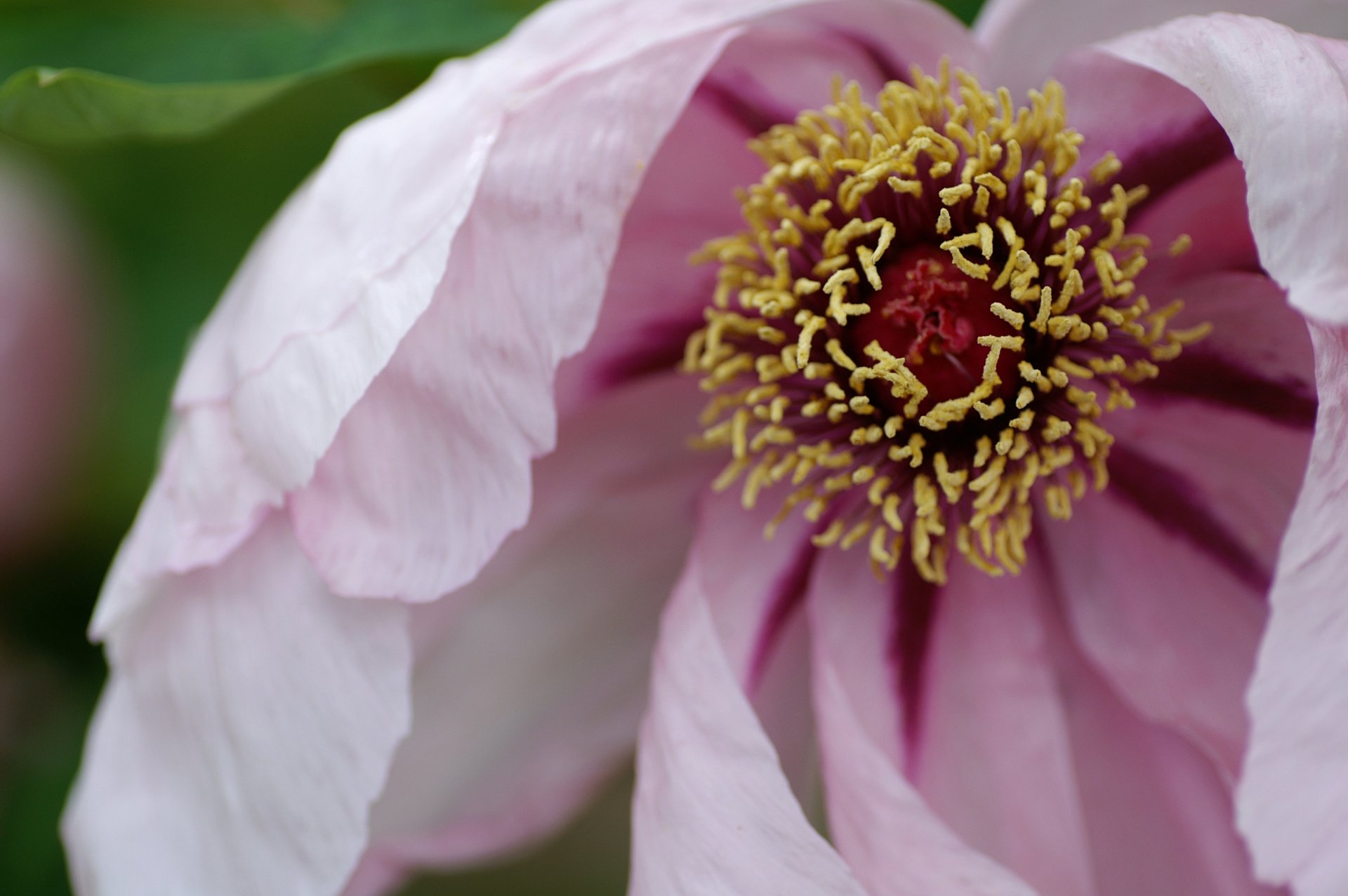Download Nature Flower HD Wallpaper