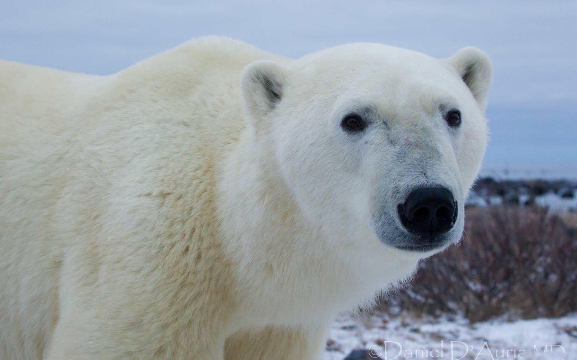 Download Animal Polar Bear HD Wallpaper