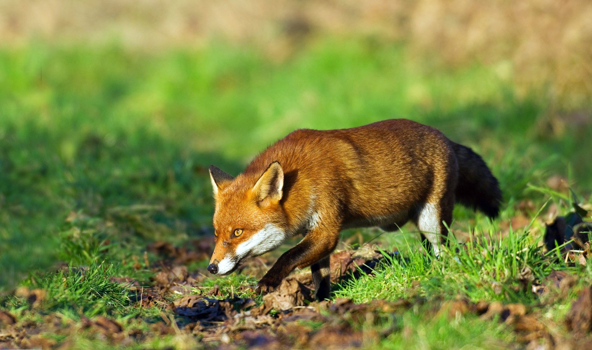 HD PC desktop wallpaper featuring a close-up of a fox standing alert on green grass with a blurred natural background.