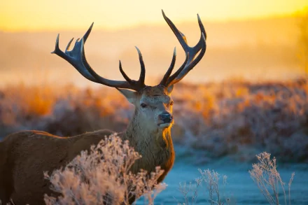 A majestic deer with large antlers stands in a frosty field at sunrise, captured in stunning 4K Ultra HD detail for a PC desktop wallpaper.