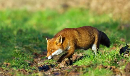 HD PC desktop wallpaper featuring a close-up of a fox standing alert on green grass with a blurred natural background.