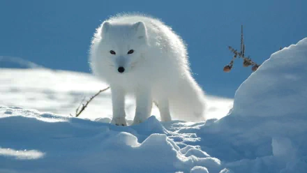 A serene HD desktop wallpaper featuring an arctic fox standing in a snowy landscape, showcasing its fluffy white fur against a soft blue backdrop.