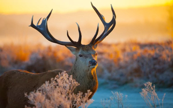 A majestic deer with large antlers stands in a frosty field at sunrise, captured in stunning 4K Ultra HD detail for a PC desktop wallpaper.