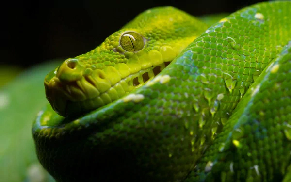 python aura Desktop Wallpapers, Phone Wallpaper, PFP, Gifs, and More At ...