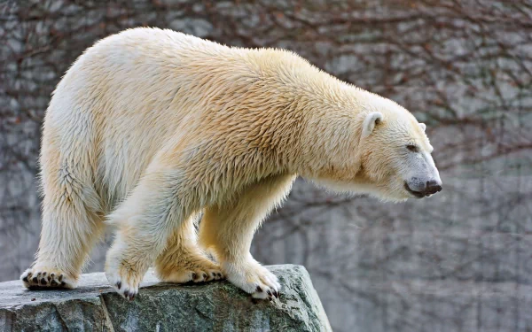 Polar bear on a rocky outcrop against a textured gray backdrop — 4K Ultra HD PC desktop wallpaper and background.