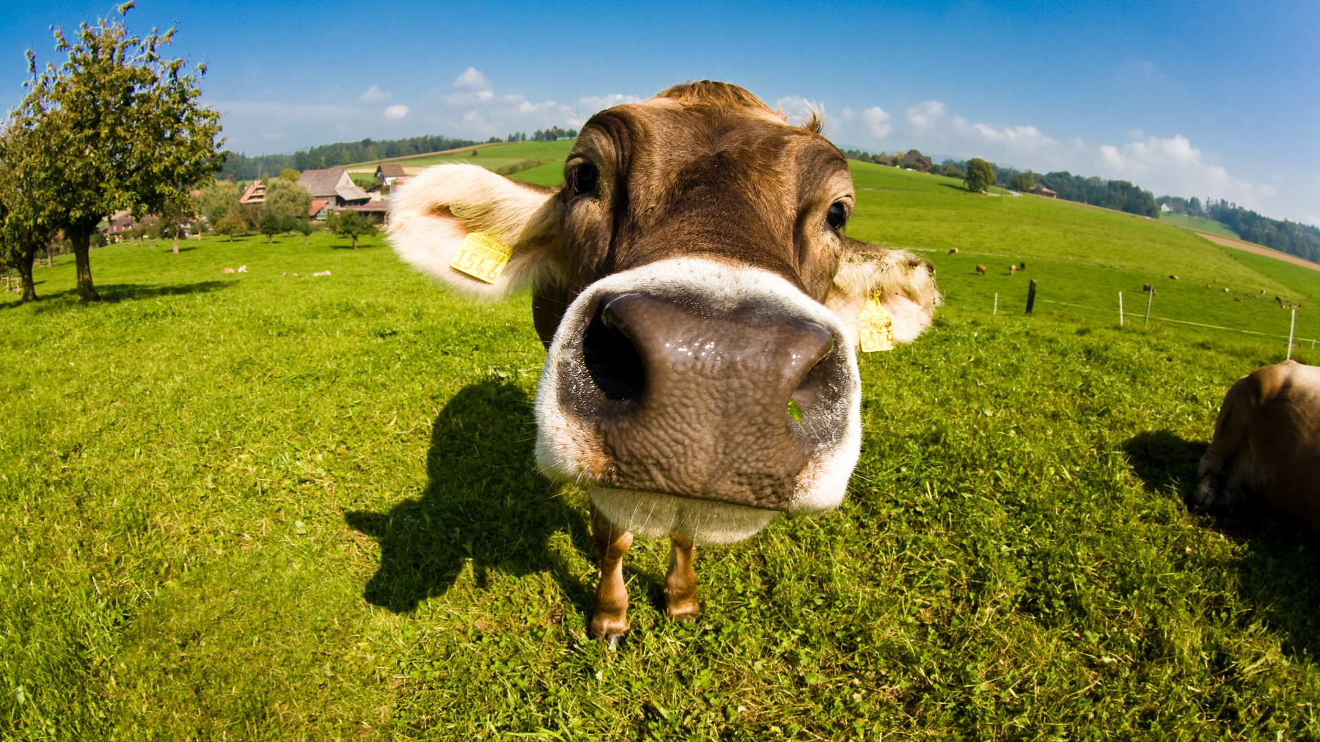 Animal Cow HD Wallpaper | Background Image