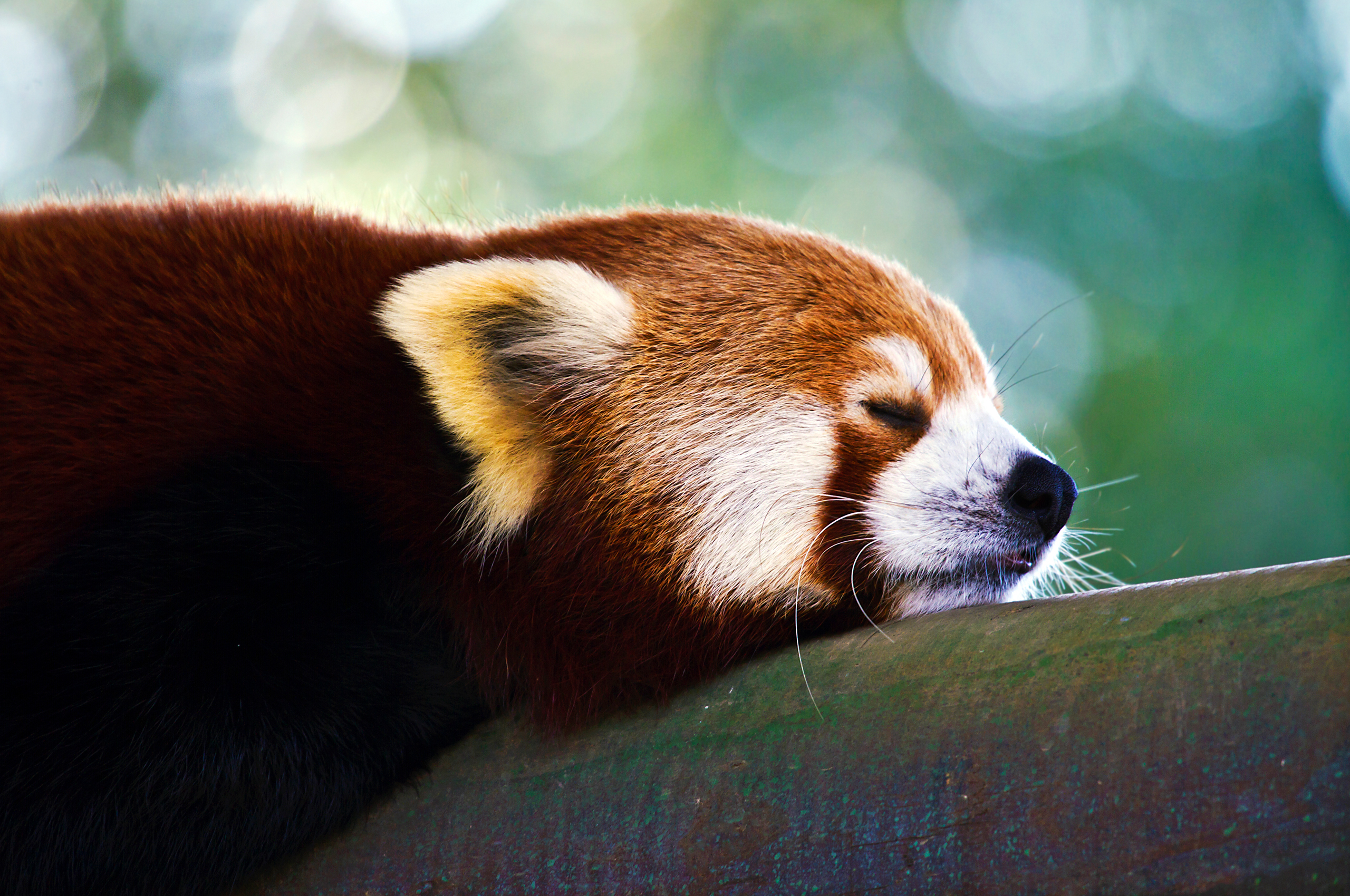 Red Panda Full HD Wallpaper and Background Image | 2560x1700 | ID:363226