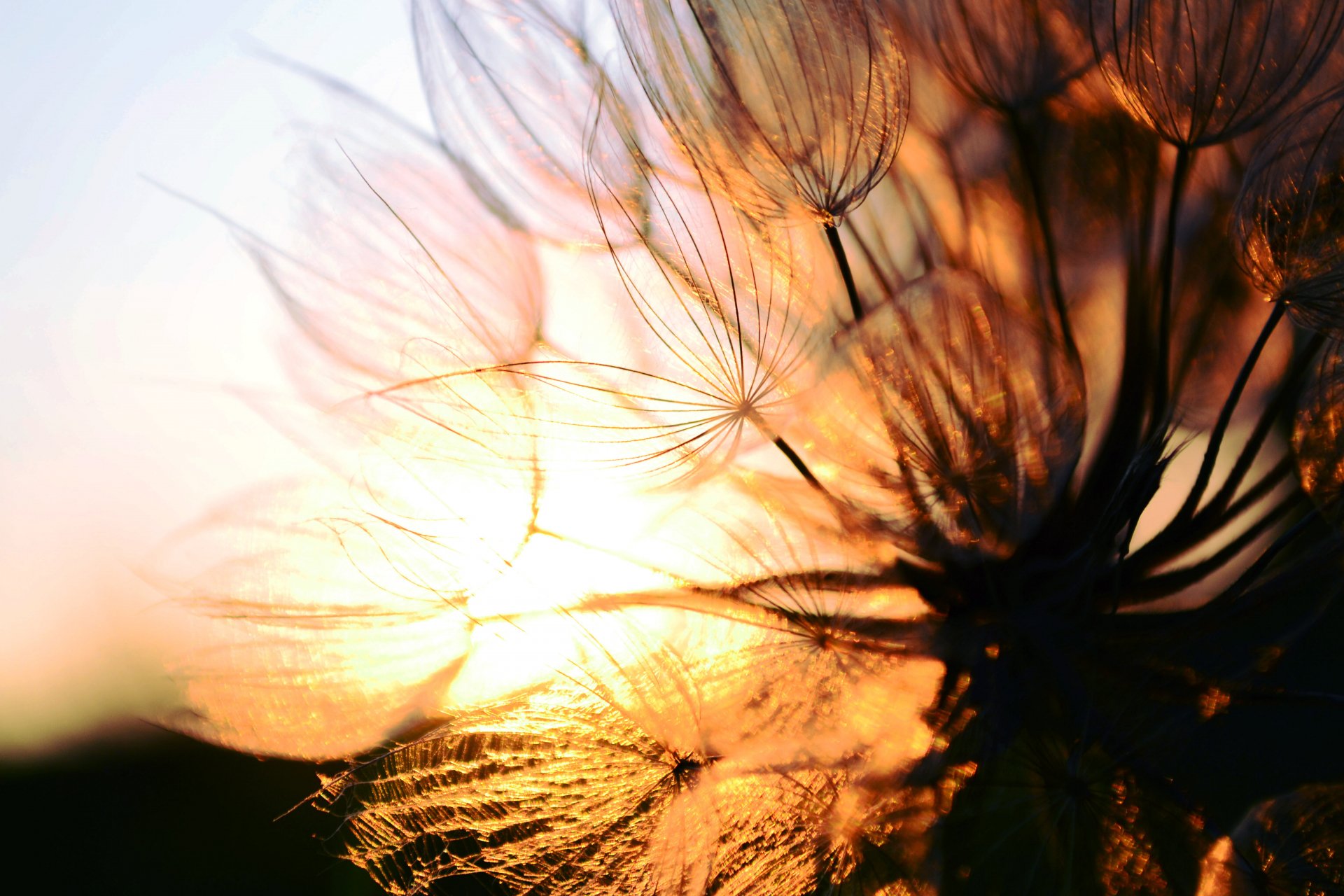 Download Nature Dandelion 4k Ultra HD Wallpaper