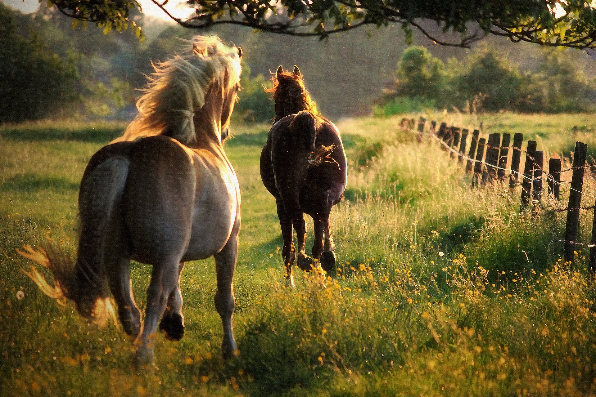 Cheval Full HD Fond d’écran and Arrière-Plan | 1920x1280 | ID:363174