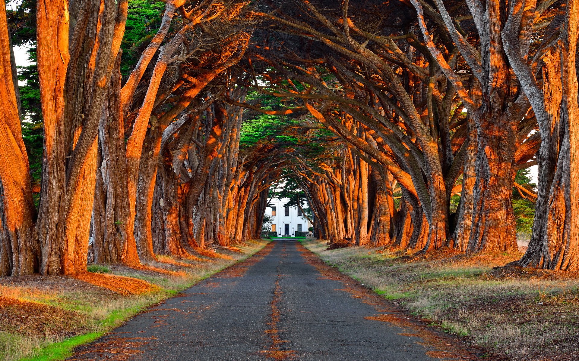 HD desktop wallpaper showing a tree-lined road with twisted branches forming a natural archway, blending earth’s beauty with man-made elements.