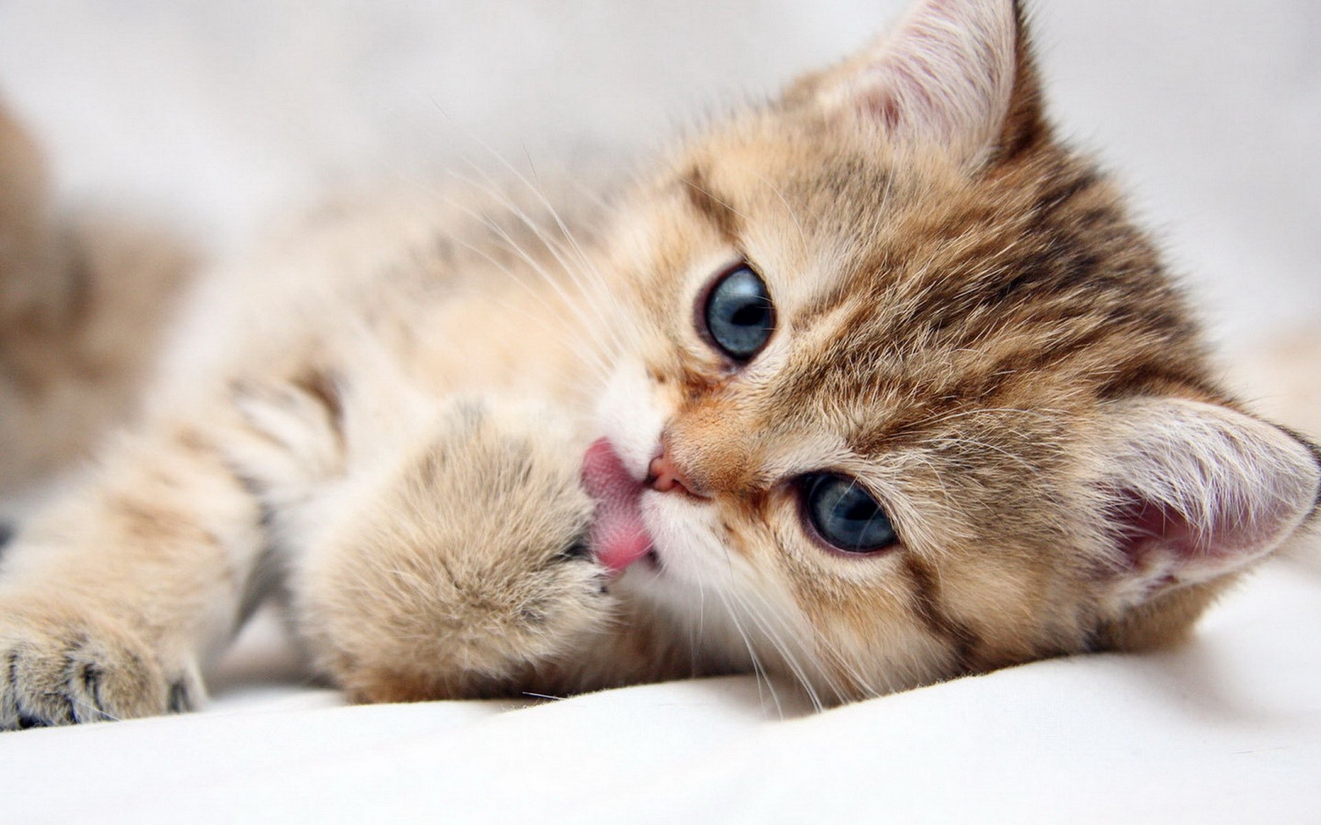 Chat Fond D cran HD Arri re Plan 1920x1200 ID 363911 Wallpaper 