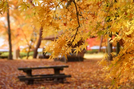 photography fall HD Desktop Wallpaper | Background Image
