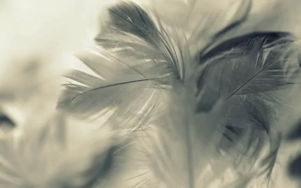 photography feather HD Desktop Wallpaper | Background Image