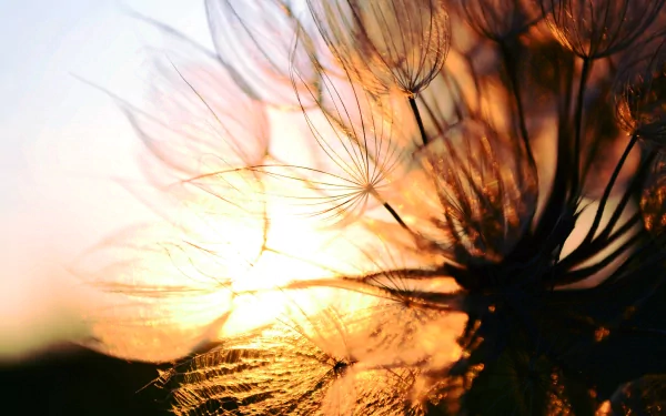 nature dandelion HD Desktop Wallpaper | Background Image