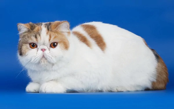  Persian House Cat