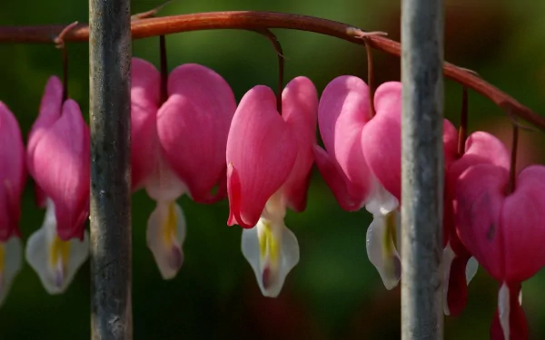 HD PC desktop wallpaper and background showing pink bleeding heart flowers hanging from an arching stem against a soft green nature backdrop.
