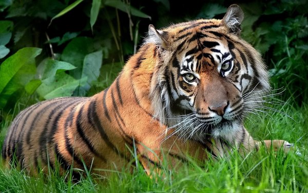 Animal Tiger Cats Cat HD Wallpaper | Background Image