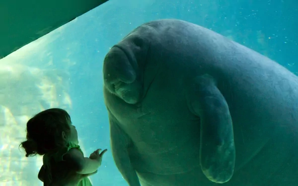 4K Ultra HD desktop wallpaper featuring a close-up of a manatee underwater interacting with a child through glass.