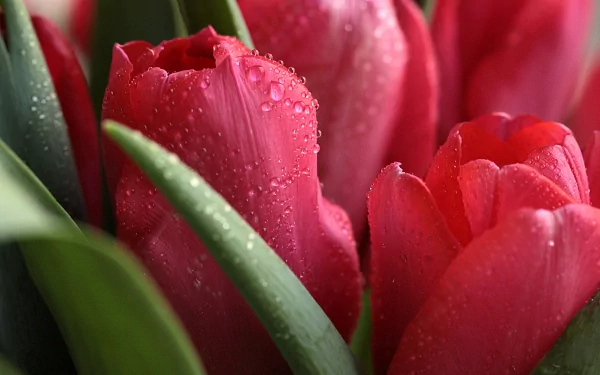 Vibrant red tulips glisten with water droplets, surrounded by lush green leaves, creating a stunning nature-inspired HD desktop wallpaper.
