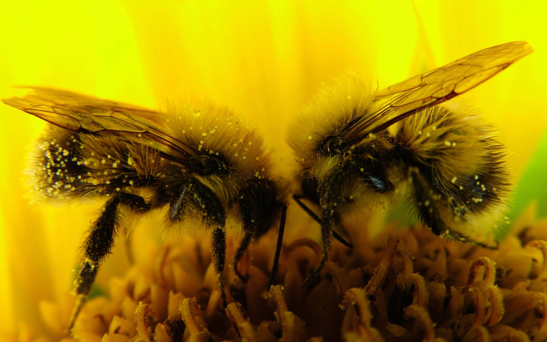 Abeja Fondo de pantalla HD | Fondo de Escritorio | 1920x1200 | ID