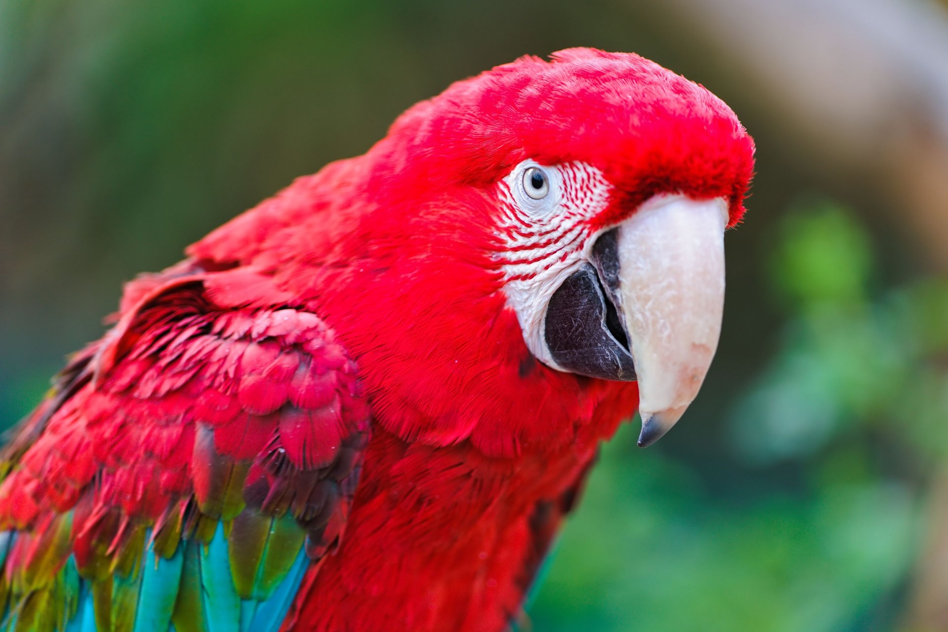 Download Animal Red And Green Macaw Red And Green Macaw PFP