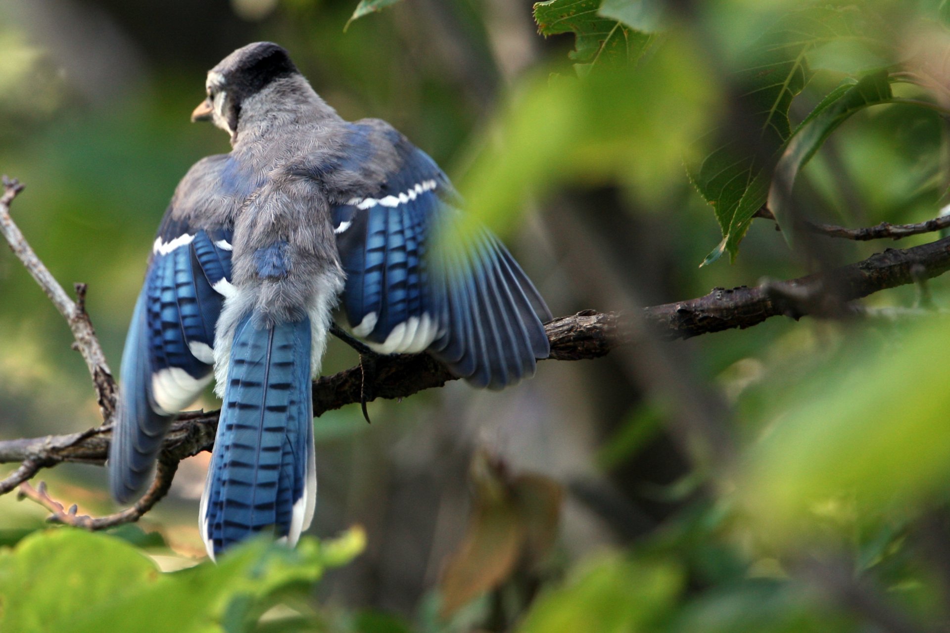 4K Ultra HD PC desktop wallpaper: blue-feathered bird spreading its wings on a leafy branch, vivid plumage and soft bokeh background.