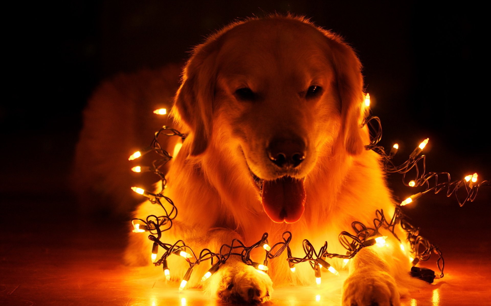 Golden Glow: Majestic Dog Wrapped in Warm Holiday Lights HD Wallpaper ...