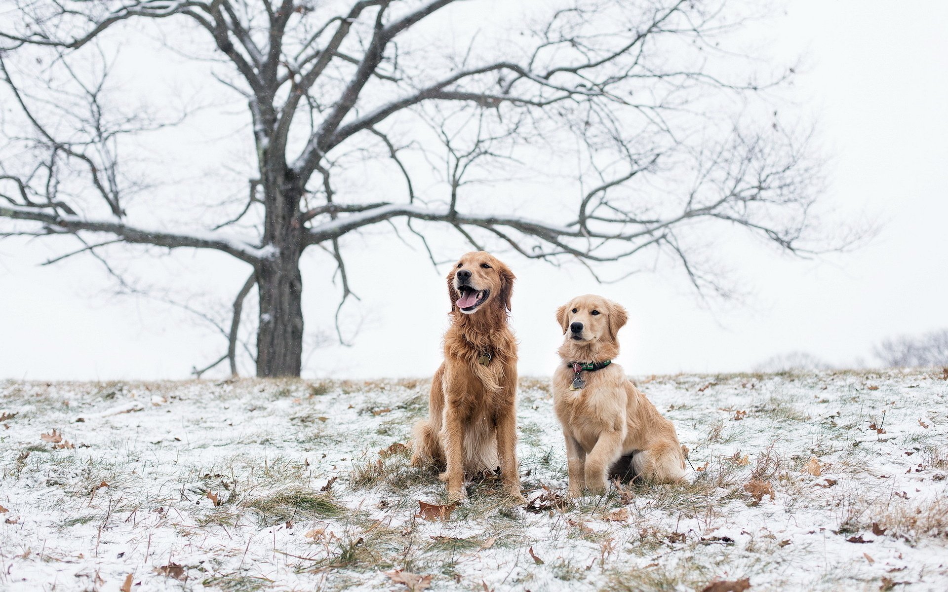 HD desktop wallpaper featuring two golden retrievers sitting on a snowy field with a leafless tree in the background under an overcast sky.
