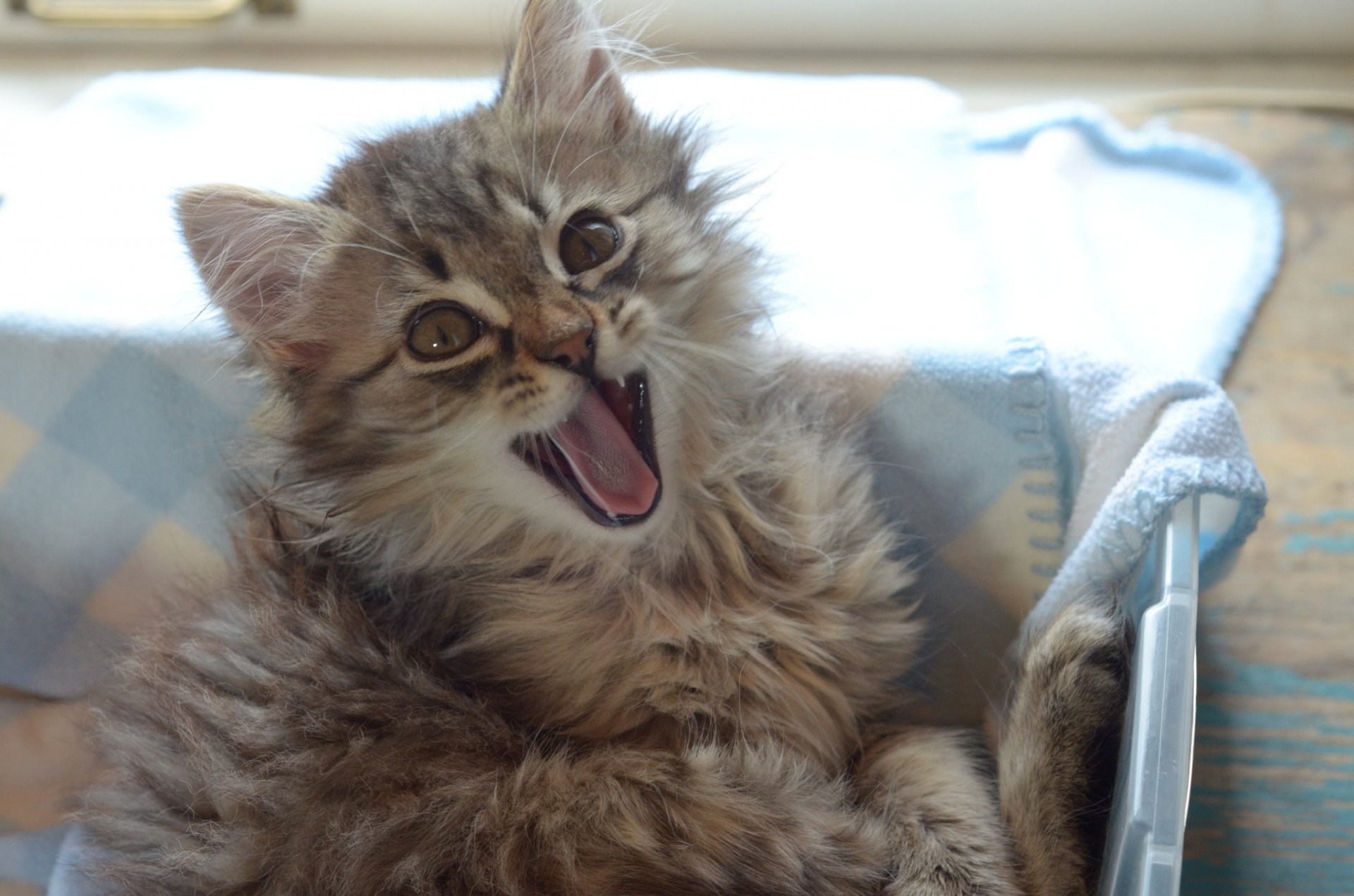Purrfectly Playful — HD Fluffy Kitten Wallpaper