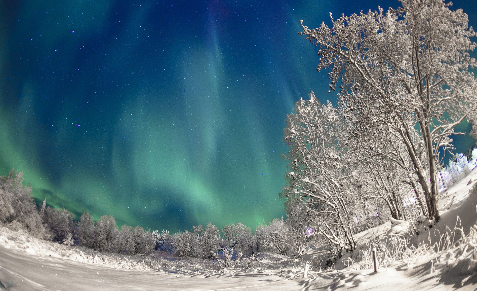 HD PC desktop wallpaper/background: snowy winter forest with frosted trees under vivid green aurora borealis lighting the starry night sky.