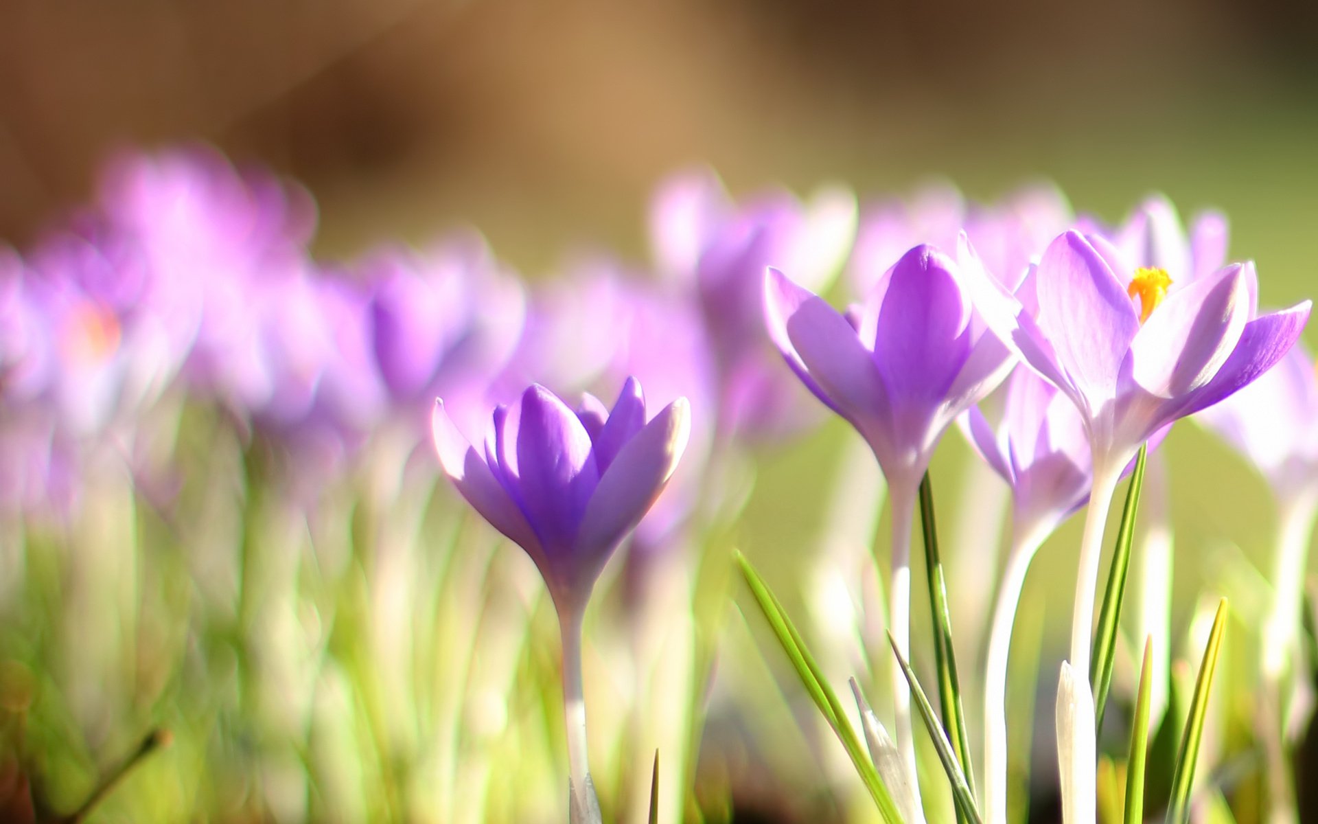 Download Flower Nature Crocus HD Wallpaper