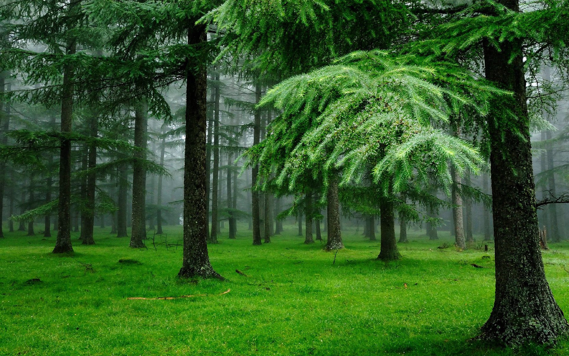 Download Nature Forest HD Wallpaper | 1920x1200 | Wallpaper Abyss