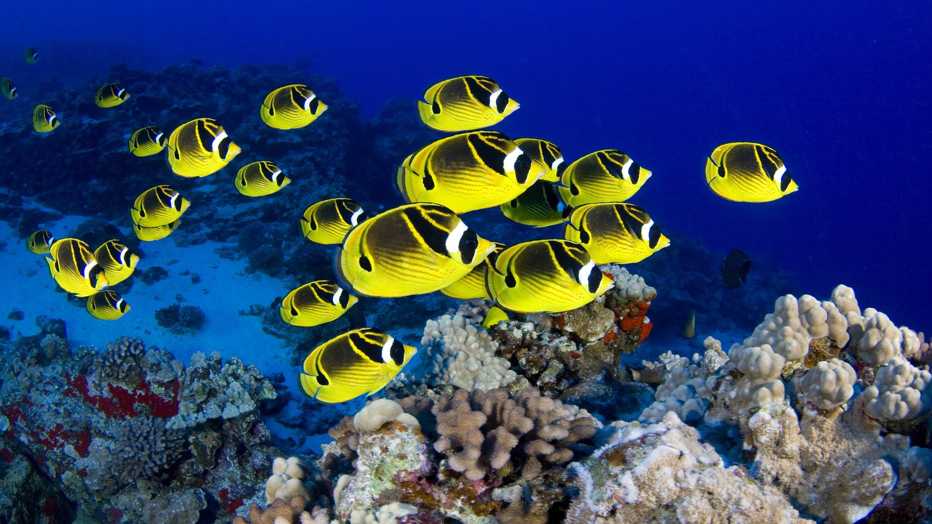 HD PC desktop wallpaper: a school of yellow butterflyfish (fish, animal) swimming above a coral reef against a deep blue sea background.