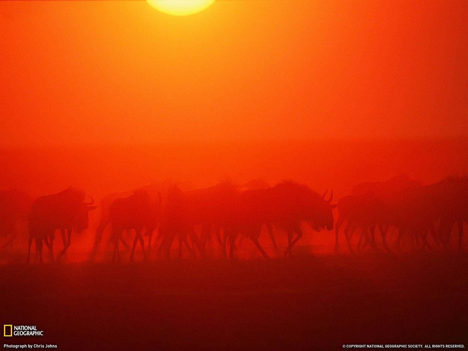 HD desktop wallpaper showing a herd of reindeer silhouetted against a vivid orange sunset, creating a striking and atmospheric animal scene.