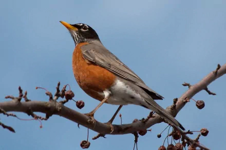  American Robin (turdus migratorius)