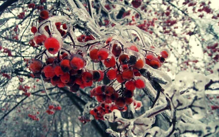 nature rowan HD Desktop Wallpaper | Background Image