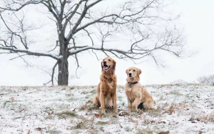 Animal golden retriever HD Desktop Wallpaper | Background Image