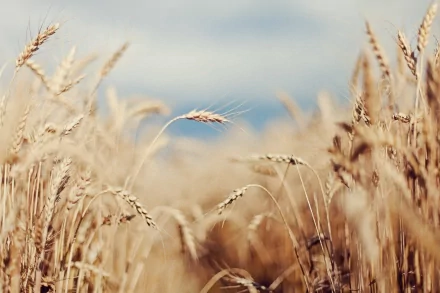 nature cornfield HD Desktop Wallpaper | Background Image