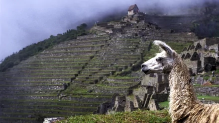 A llama stands in front of stunning terraced hillside ruins, with misty mountains in the background, creating a captivating HD desktop wallpaper and background.