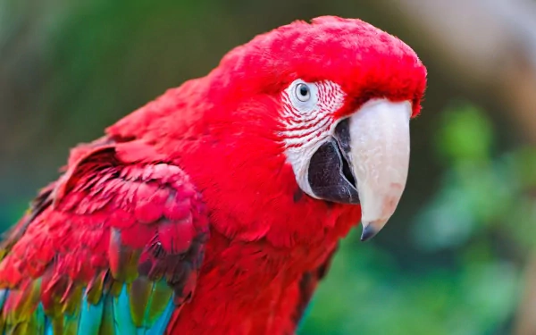 Animal Red-and-green Macaw HD Desktop Wallpaper | Background Image