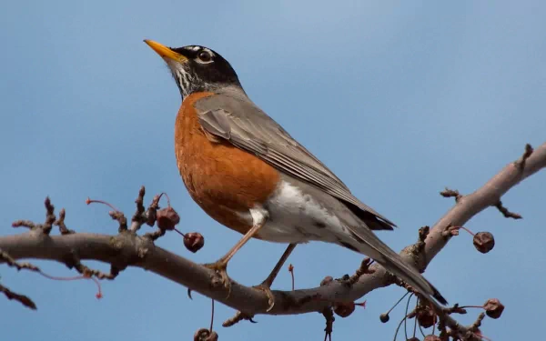  American Robin (turdus migratorius)