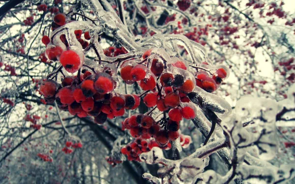 nature rowan HD Desktop Wallpaper | Background Image