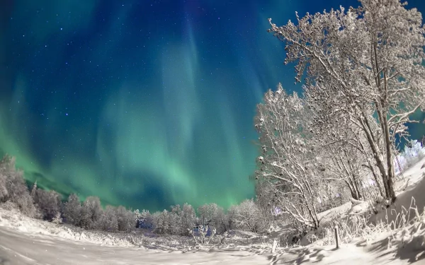 HD PC desktop wallpaper/background: snowy winter forest with frosted trees under vivid green aurora borealis lighting the starry night sky.