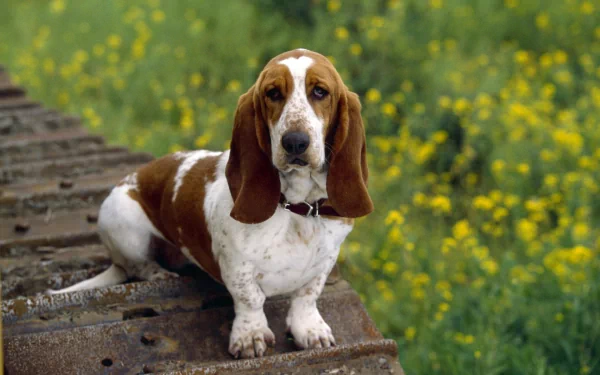 Animal basset hound HD Desktop Wallpaper | Background Image