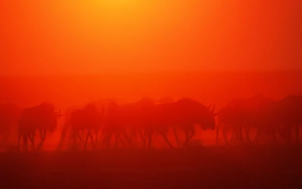 Animal reindeer HD Desktop Wallpaper | Background Image