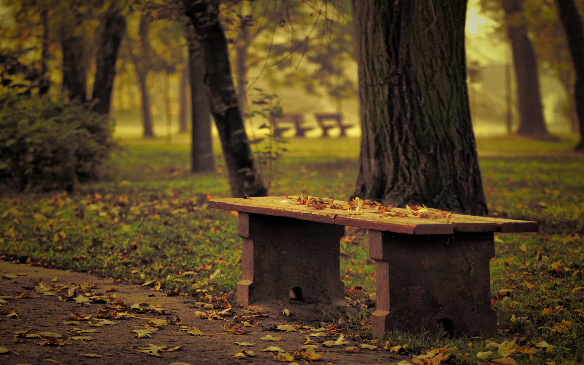 Bench HD Wallpaper | Background Image | 1920x1200